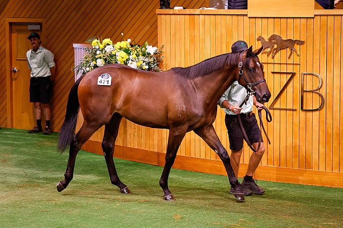 Lot 471, a colt by Justify out of Heart to Heart -  Photo: Angelique Bridson