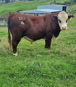 HOLESHOT COOPER 23002 - "Cooper is an exciting young sire that's making a strong impression. His exceptional thickness and coloring are matched by a robust data set, providing a solid foundation for his genetic potential.As the son of our top cow, Cooper inherits a legacy of excellence. His dam is a cornerstone of our breeding program, consistently producing bull calves that excel in docility, structural soundness, and growth rate.Cooper's selection as our backup to AI is a testament to his exceptional attributes. We're confident that he'll make a valuable contribution to our herd's future success.