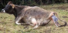 Normal Birth