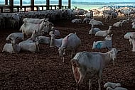 Dairy Goats & Sheep