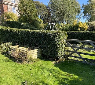 hedge cutting
