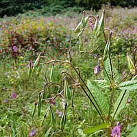 Himalayan Balsam specialists in Devon