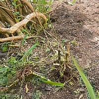 Invasive plant management contractors Devon
