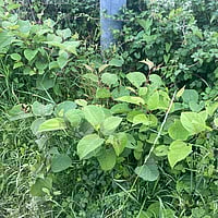 Invasive species management Devon