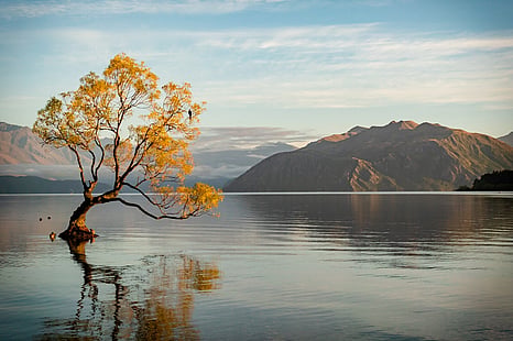 Wanaka Tree 12"x18"