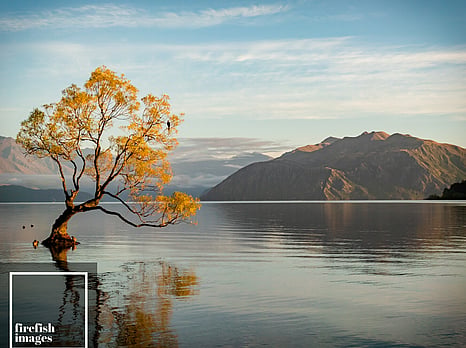 Wanaka Tree 16"x20"