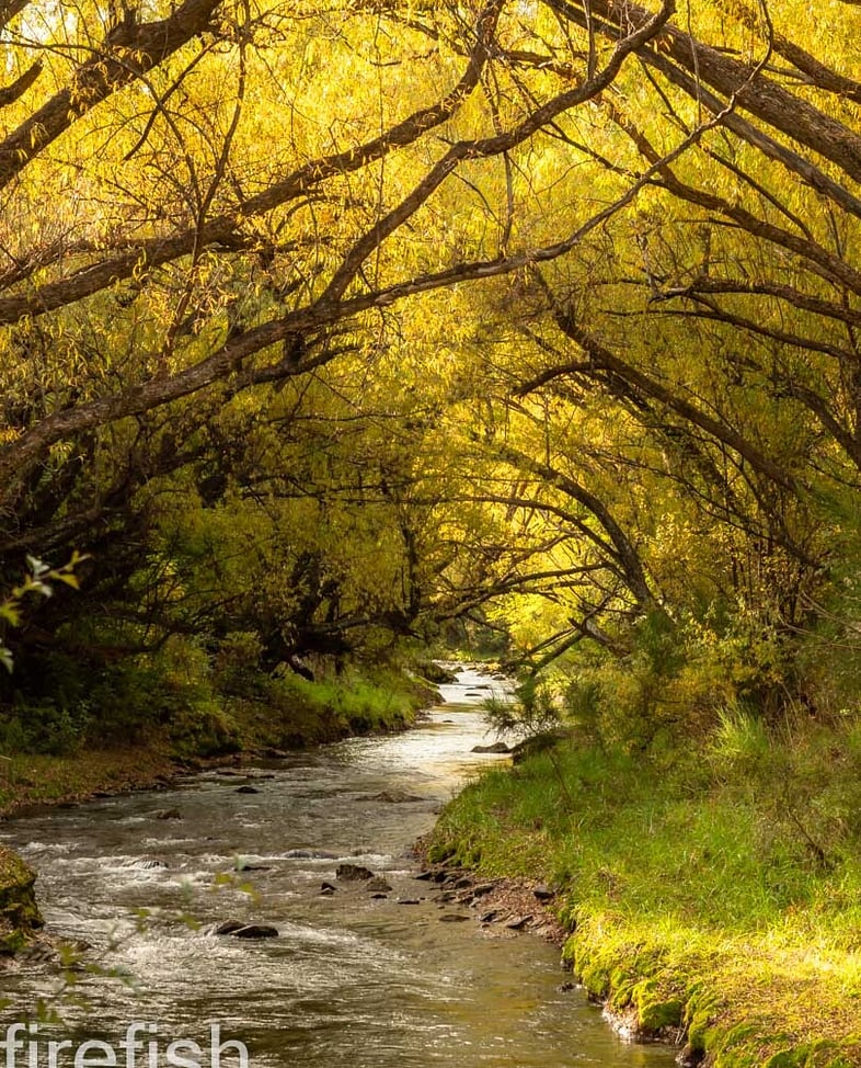 Arrow River Autumn