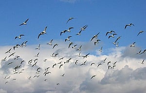 Ecology & Biogeography of New Zealand