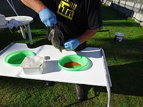 Stripping the Eggs