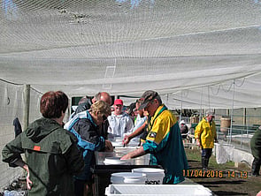 Tagging the Salmon