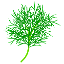 Contact Amber Garden Centre for your dill plants