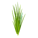 Contact Amber Garden Centre for your chives plants