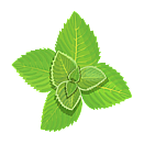 Contact Amber Garden Centre for your mint plants