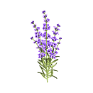 Contact Amber Garden Centre for your lavender plants