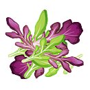Contact Amber Garden Centre for you January Mesclun