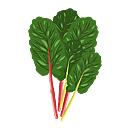 Contact Amber Garden Centre for you January Silverbeet