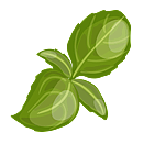 Contact Amber Garden Centre for you January Basil