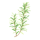 Contact Amber Garden Centre for you January Rosemary