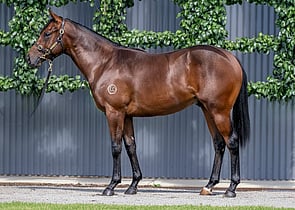 Lot 441 - Starspangledbanner x SneakersColt-Click here