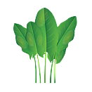 Contact Amber Garden Centre for your sorrel plants