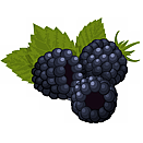 Contact Amber Garden Centre for your blackberries plants