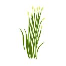 Contact Amber Garden Centre for your garlic chive plants