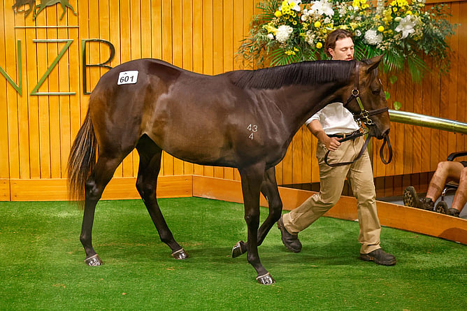 Lot 601, a filly by Embellish sold for $200,000 at Karaka on Tuesday - Photo: Angelique Bridson