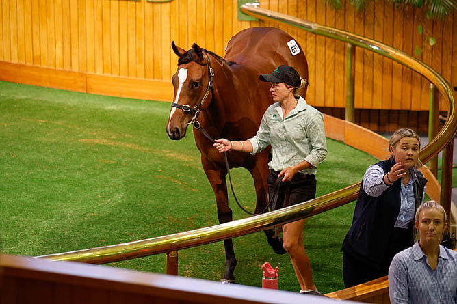 A Sword Of State filly out of Tina Again fetched $170,000 to the bid of Roger James and Robert Wellwood - Photo: Angelique Bridson
