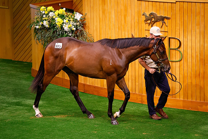 Lot 585 Sword of State ‐ Palace Whispers.  - Photo: Angelique Bridson