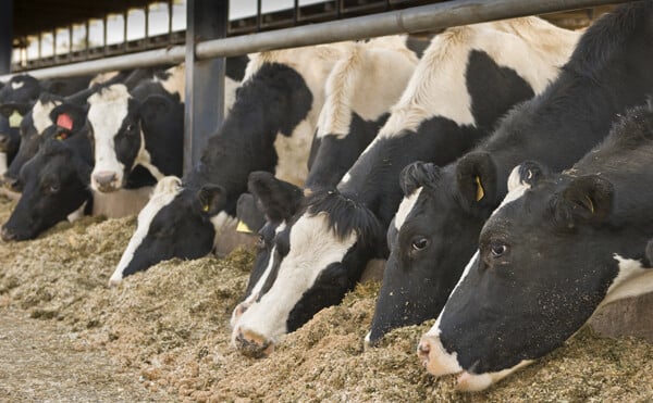 Botavec Max Mineral Standard with Cowmin5™ plus Bovatec® | Nutrinza