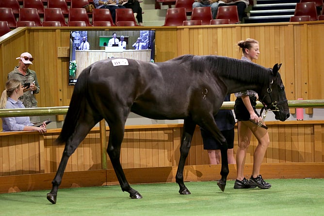 Lot 865 Noverre – Royal Roc Filly. - Photo: Trish Dunell