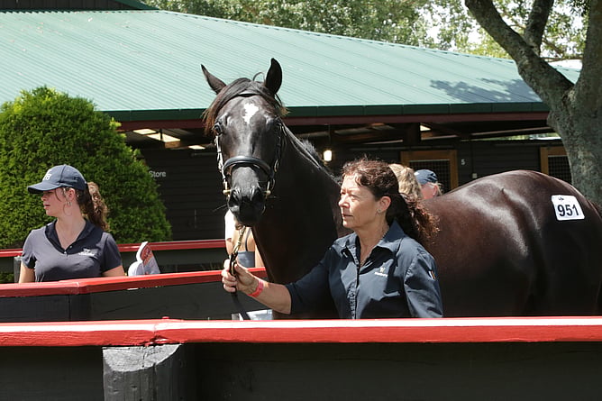 Lot 951 Rewood – Florid Affair Colt. - Photo: Trish Dunell