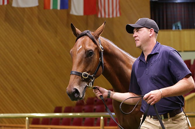 Stew McGregor leads his yearling (Lot 958) around the Karaka Sales ring. -  Photo: supplied