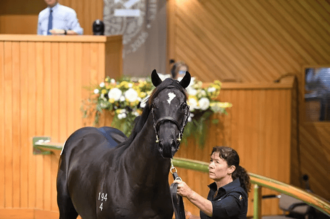 Westbury Stud were leading vendors & their resident stallion Redwood was leading sire. -  Photo: supplied