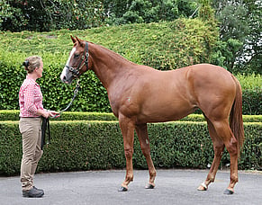 Trelawney Stud &ndash; A Century at Karaka