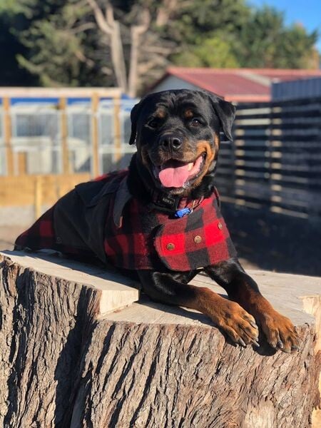 Parkavon Kennels, Doggy Daycare & Training