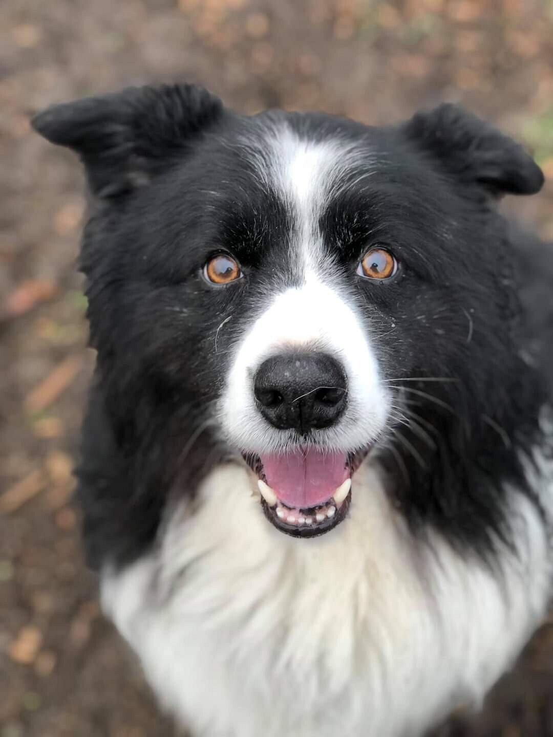 Parkavon Kennels, Doggy Daycare & Training