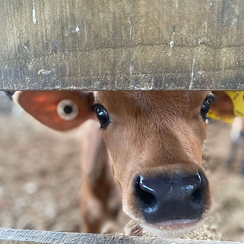 vetsouth lifestyle run