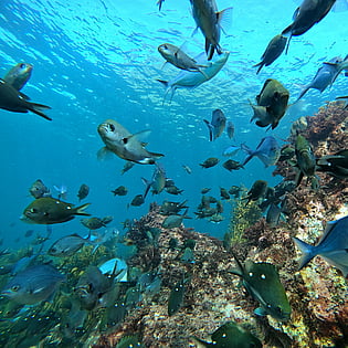 Whitianga Fish Life