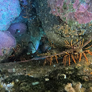 Crayfish