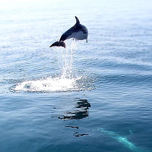 Dolphin