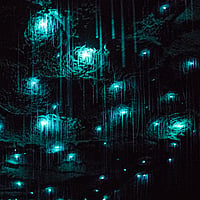 Glowworms at Waitomo Caves