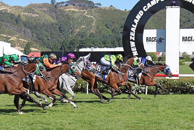 Manzor Blue winning the Gr.3 NZ Campus Of Innovation & Sport Wellington Cup (3200m) at Trentham on Saturday.  - Peter Rubery (Race Images)