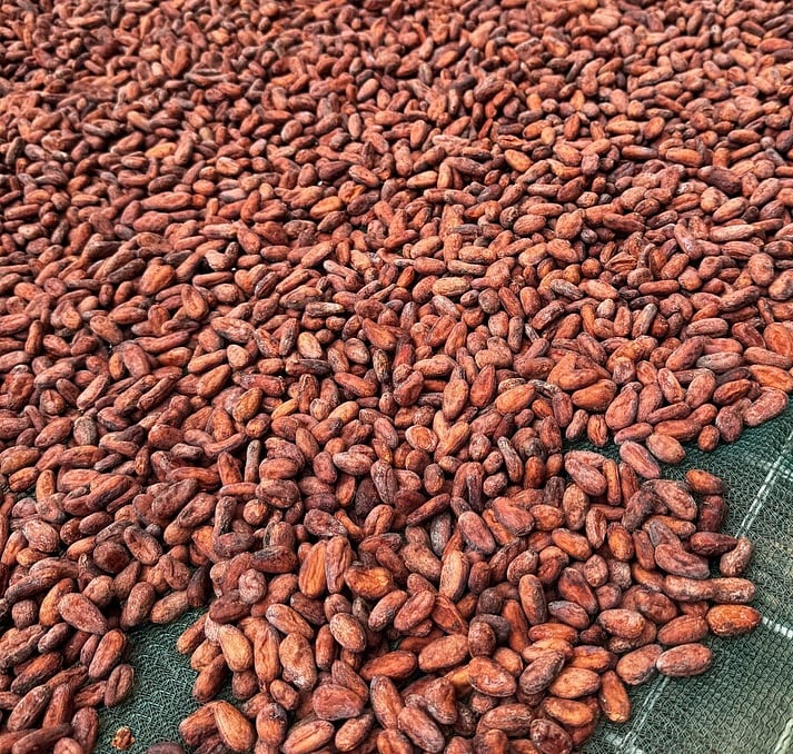 Solomon cacao beans