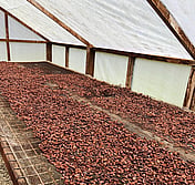 Solomon cacao
