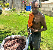 Solomon cacao farmer