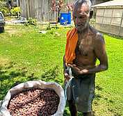 Solomon cacao farmer
