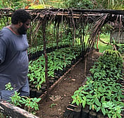 Solomon cacao farmer
