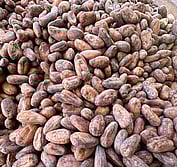 cacao