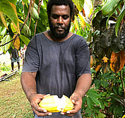 Solomon cacao farmer
